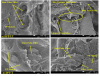 Palestine Polytechnic University (PPU) - Dr. Mahmoud Nassar Publishes Joint Ground-breaking Research on Mechanical Performance Simulation of Environmentally Friendly Material Made of Plastic and Palm Powder"