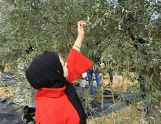 Palestine Polytechnic University (PPU) - مشاركة طلبة جامعة بوليتكنك فلسطين في فعالية قطف الزيتون