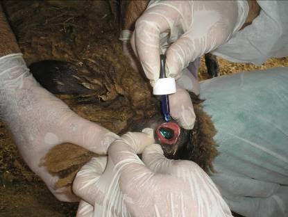 Palestine Polytechnic University (PPU) - A New Global Scientific Achievement in the field of Research of Patients with Brucellosis at Palestine Polytechnic University