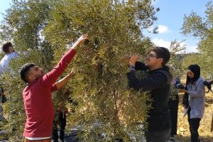 Palestine Polytechnic University (PPU) - مشاركة طلبة جامعة بوليتكنك فلسطين في فعالية قطف الزيتون